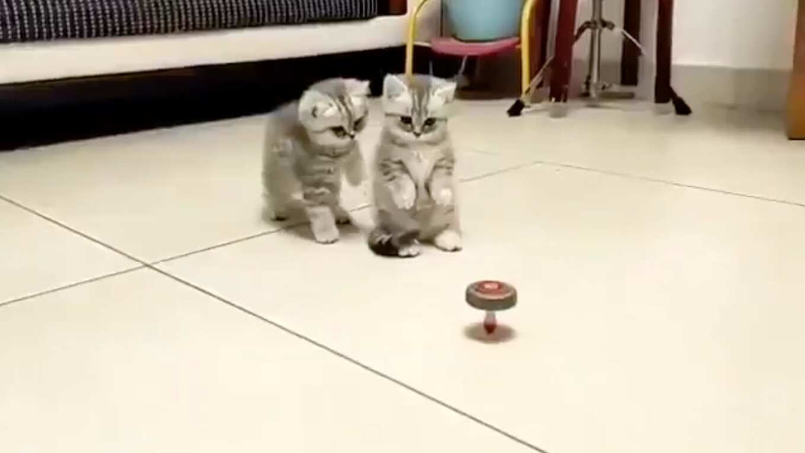 Cute clip shows kittens being bamboozled by a spinning top. Watch
