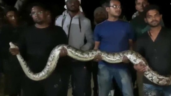 The image shows one of the rescued pythons.(ANI) The image shows one of the rescued pythons.(ANI)