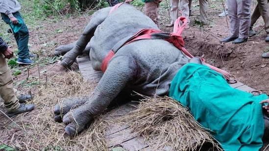 The adult male rhino that strayed out of Kaziranga National Park and Tiger Reserve in Assam after it was tranquilized on Tuesday.(KNPTR)