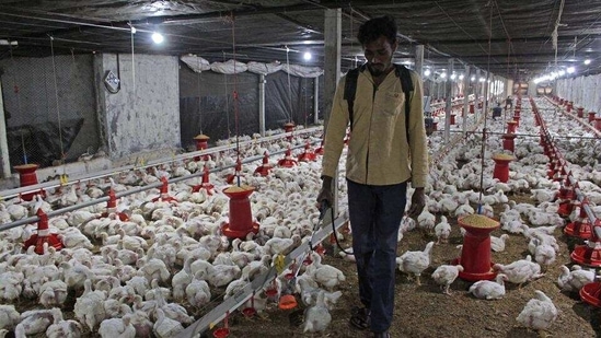 A worker disinfects the poultry farm in Shivapur village to protect chickens from bird flu decease. (HT Photo )
