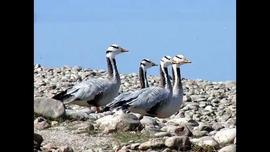 Officials said the goose might have flown from Pong dam and collapsed while flying over the Siswan reserve. (File photo) Officials said the goose might have flown from Pong dam and collapsed while flying over the Siswan reserve. (File photo)