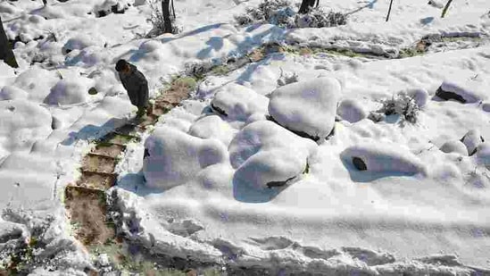 The MeT centre predicted dry weather in the state till January 22.(HT File photo) The MeT centre predicted dry weather in the state till January 22.(HT File photo)