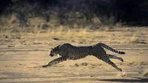 The top court in January 2020 gave its approval to introduce African cheetahs to a suitable habitat in India on an experimental basis. The cheetah was declared extinct from India in 1952. (Via Getty Images)