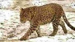 The leopard eluded three cages to attack the woman. (Representational image/HT PHOTO.) The leopard eluded three cages to attack the woman. (Representational image/HT PHOTO.)