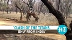 A video captured a dramatic fight between two tigers at an Indian wildlife sanctuary A video captured a dramatic fight between two tigers at an Indian wildlife sanctuary