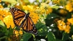 Monarch Butterfly(Unsplash) Monarch Butterfly(Unsplash)