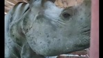 The image shows the adult male rhino.(ANI) The image shows the adult male rhino.(ANI)