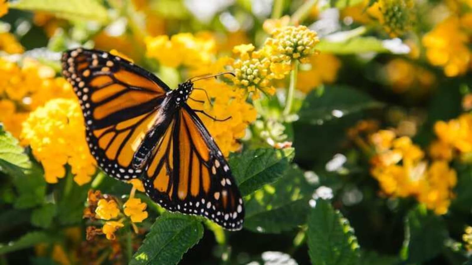 Monarch butterfly population moves closer to extinction