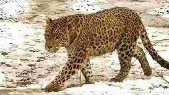 The leopard eluded three cages to attack the woman. (Representational image/HT PHOTO.) The leopard eluded three cages to attack the woman. (Representational image/HT PHOTO.)