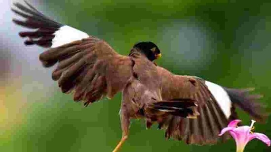 With a ballerina’s poise and grace, the deformed myna braves life’s challenges. PHOTO: AMI PRABAL With a ballerina’s poise and grace, the deformed myna braves life’s challenges. PHOTO: AMI PRABAL