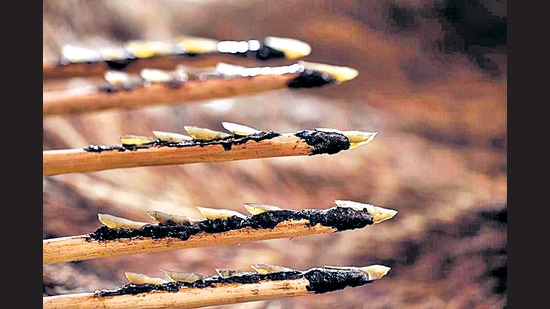 Barbed arrows with Microliths Replica. (HT) Barbed arrows with Microliths Replica. (HT)