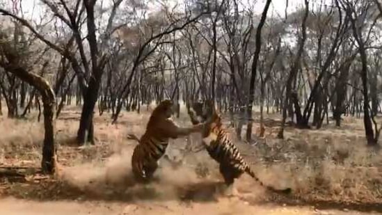 ‘Clash Of The Titans’: Fierce Fight Between Two Tigers Captured On ...