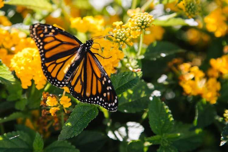 Populations of the monarch butterfly are collapsing in North America. (Unsplash) Populations of the monarch butterfly are collapsing in North America. (Unsplash)