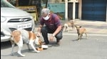 Bagchi doesn’t like the terms stray dogs or street dogs. Dogs living within localites are community dogs, he says.