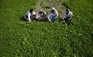 Farmers work in a field in Assam(AP Photo) Farmers work in a field in Assam(AP Photo)