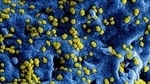 Scientists find breakthrough in understanding 'tummy bug' bacteria (representative image)(Unsplash) Scientists find breakthrough in understanding 'tummy bug' bacteria (representative image)(Unsplash)