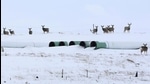 Deer gather at a depot used to store pipes for the planned Keystone XL oil pipeline in Gascoyne, North Dakota. (Reuters file) Deer gather at a depot used to store pipes for the planned Keystone XL oil pipeline in Gascoyne, North Dakota. (Reuters file)