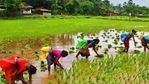 Opposition ruled states like Odisha, Chhattisgarh and Jharkhand are locked in a war of words with the BJP over procurement of paddy. (HT Archive) Opposition ruled states like Odisha, Chhattisgarh and Jharkhand are locked in a war of words with the BJP over procurement of paddy. (HT Archive)