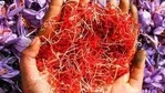 Saffron production peaked in Kashmir in the 1990s with an annual average output of around 15.5 tonnes.(Waseem Andrabi/HT Photo) Saffron production peaked in Kashmir in the 1990s with an annual average output of around 15.5 tonnes.(Waseem Andrabi/HT Photo)