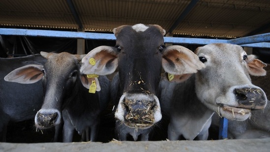 Cattle inside the cow shelter at Sector 135, in Noida( Sunil Ghosh / Hindustan Times/For Representative Purposes Only)