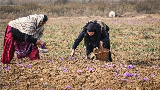 Kashmiri women pick saffron flowers from a field in Pampore, some 25 km south of Srinagar. (HT archive) Kashmiri women pick saffron flowers from a field in Pampore, some 25 km south of Srinagar. (HT archive)