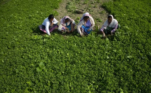 Farmers work in a field in Assam(AP Photo) Farmers work in a field in Assam(AP Photo)