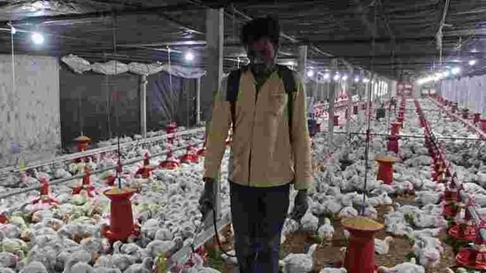 A worker disinfects the poultry farm in Shivapur village to protect chickens from bird flu decease.(HT Photo )