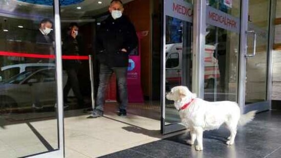 Devoted dog Boncuk waits at the entrance of a medical care facility.(AP)