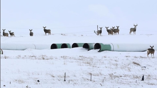 Deer gather at a depot used to store pipes for the planned Keystone XL oil pipeline in Gascoyne, North Dakota. (Reuters file) Deer gather at a depot used to store pipes for the planned Keystone XL oil pipeline in Gascoyne, North Dakota. (Reuters file)