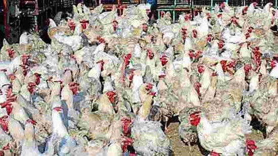 Based on the inspection carried out by the teams last month, several poultry farms lacked cleanliness, dead birds were found on the premises, and non-maintenance and other anomalies were detected.(HT Photo)