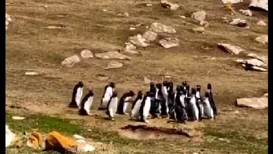 The image shows Rockhopper penguins.(Twitter/@AndzB) The image shows Rockhopper penguins.(Twitter/@AndzB)