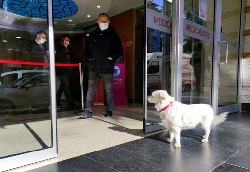 Sadık köpek Buncock sahibini arıyor (AP)