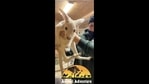 The image shows a white-furred kangaroo.(Instagram/@animaladventurepark) The image shows a white-furred kangaroo.(Instagram/@animaladventurepark)