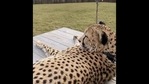 The image shows a cheetah named Redd.(Instagram/@cincinnatizoo) The image shows a cheetah named Redd.(Instagram/@cincinnatizoo)