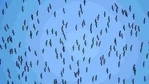 A flock of migrating demoiselle cranes fills the sky in Almaty Region, Kazakhstan. (Pavel Mikheyev / REUTERS) A flock of migrating demoiselle cranes fills the sky in Almaty Region, Kazakhstan. (Pavel Mikheyev / REUTERS)