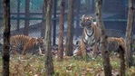 Bengal safari has been set up over 700 acres of forest land in Siliguri.(Twitter/@ANI) Bengal safari has been set up over 700 acres of forest land in Siliguri.(Twitter/@ANI)