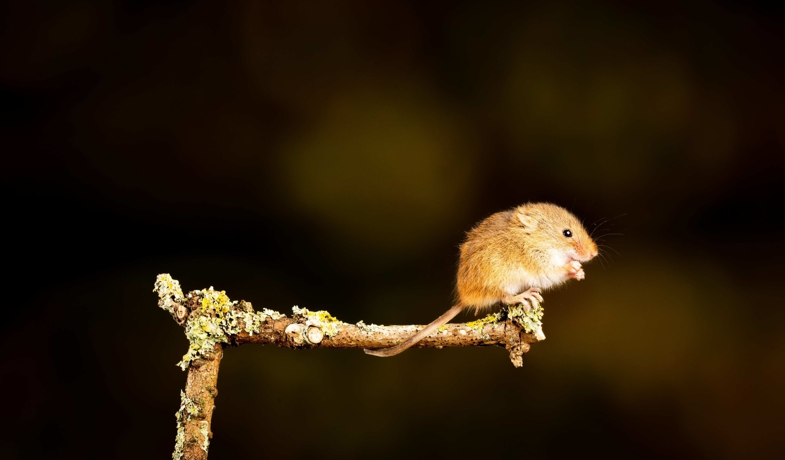 German scientists make paralyzed mice walk again