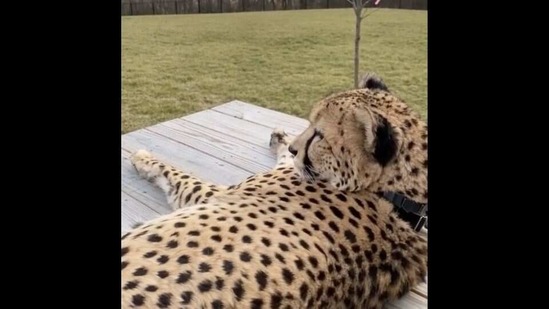 The image shows a cheetah named Redd.(Instagram/@cincinnatizoo)