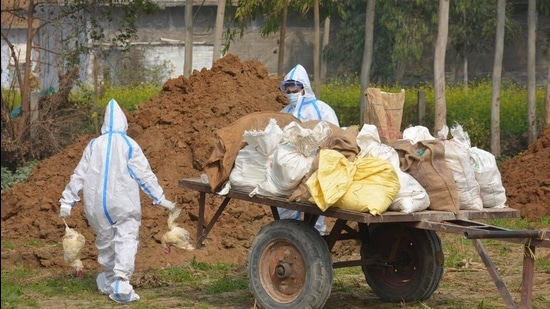 11,000 poultry birds culled in Dera Bassi on Day 1