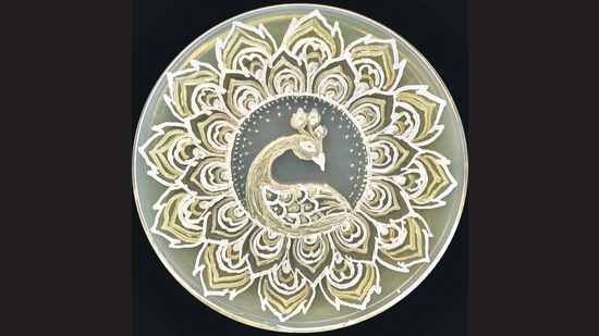 Khamari’s Microbial Peacock (above) won second prize at the American Society for Microbiology’s (ASM) annual agar art contest in December. Khamari’s Microbial Peacock (above) won second prize at the American Society for Microbiology’s (ASM) annual agar art contest in December.