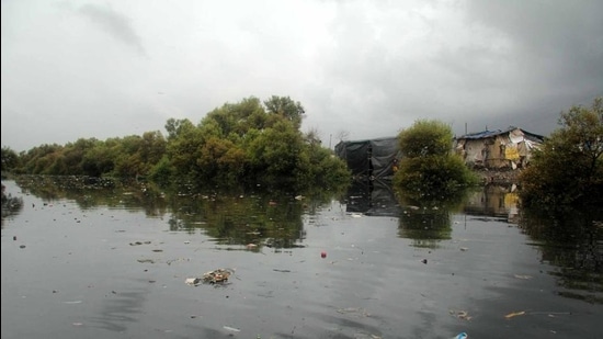 In September 18, 2018, the HC had reiterated its previous directions to declare mangrove areas as forests and transfer them to the forest department. (Hindustan Times) In September 18, 2018, the HC had reiterated its previous directions to declare mangrove areas as forests and transfer them to the forest department. (Hindustan Times)