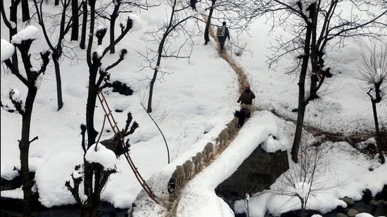 A shepherd along with a herd of sheep in Ananatnag district south Kashmir. (File photo) A shepherd along with a herd of sheep in Ananatnag district south Kashmir. (File photo)