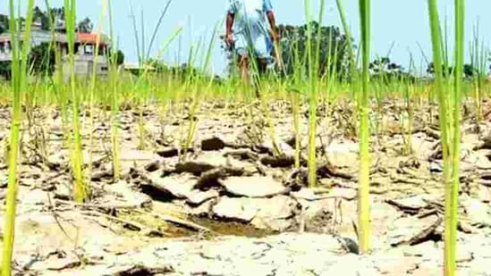 On India’s vulnerability, Nair said, based on the climate change projections and past data, the Indian monsoon is robust, rainy days were declining and dry spells were increasing.(Representative image) On India’s vulnerability, Nair said, based on the climate change projections and past data, the Indian monsoon is robust, rainy days were declining and dry spells were increasing.(Representative image)