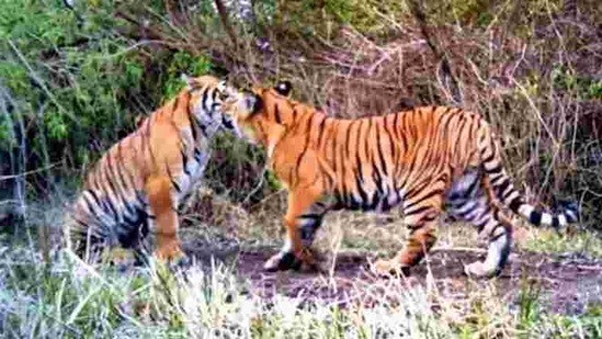 Andheria said the approximate figures from around 100 years ago show India had 40,000 tigers then, compared to which, the current numbers are very low.(HT FILE PHOTO) Andheria said the approximate figures from around 100 years ago show India had 40,000 tigers then, compared to which, the current numbers are very low.(HT FILE PHOTO)