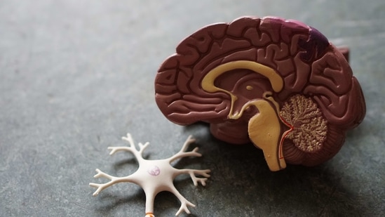 In the study, the team led by Universite de Montreal psychology professor Sylvie Belleville, found hyperactivation in certain brain areas in people not yet diagnosed with Alzheimer's but who were worried about their memory and who exhibited risk factors for the disease.(Unsplash) In the study, the team led by Universite de Montreal psychology professor Sylvie Belleville, found hyperactivation in certain brain areas in people not yet diagnosed with Alzheimer's but who were worried about their memory and who exhibited risk factors for the disease.(Unsplash)
