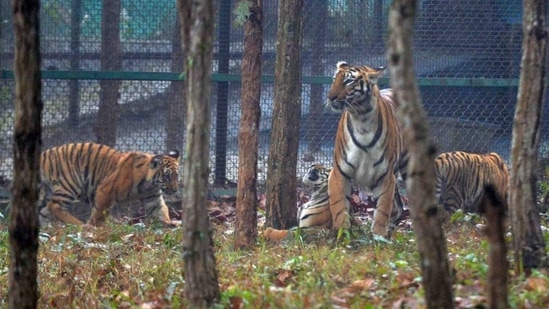Bengal safari has been set up over 700 acres of forest land in Siliguri.(Twitter/@ANI) Bengal safari has been set up over 700 acres of forest land in Siliguri.(Twitter/@ANI)