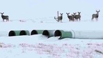 US President Joe Biden revoked permits for the oil pipeline on his first day in office US President Joe Biden revoked permits for the oil pipeline on his first day in office