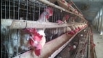 Bird flu: Highly infectious H5N1 virus found in samples sent from Panchkula Bird flu: Highly infectious H5N1 virus found in samples sent from Panchkula