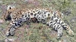 The villagers laid a trap for the leopard since it used to stray in the area,(HT FILE PHOTO.) The villagers laid a trap for the leopard since it used to stray in the area,(HT FILE PHOTO.)