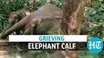 It took officials around 5 hours to remove the distressed calf from the spot It took officials around 5 hours to remove the distressed calf from the spot